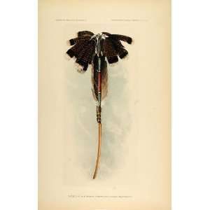  1904 Zuni Feathers Hlewekwe Sword Swallower Fraternity 