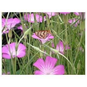  Agrostemma, Pink and Purple Patio, Lawn & Garden