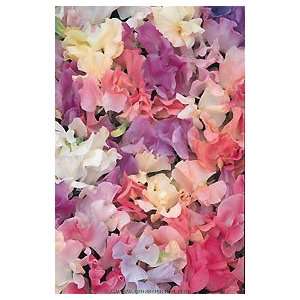  Scented Sweet Peas Collection Patio, Lawn & Garden
