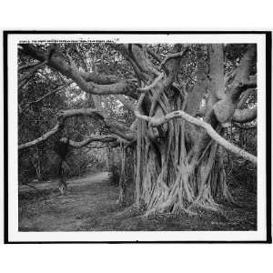  The Great banyon i.e. banyan tree,jungle trail,Palm Beach 