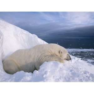  A Male Polar Bear Recovers from a Tranquilizer Outside its 