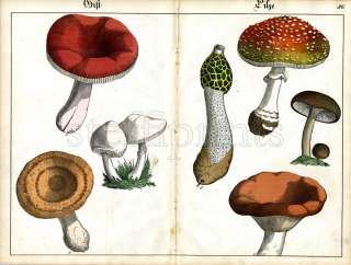 1842 SCHREIBER HC LITHOGRAPH FOLIO poisonous mushrooms  