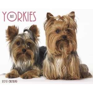  Yorkies 2012 Wall Calendar