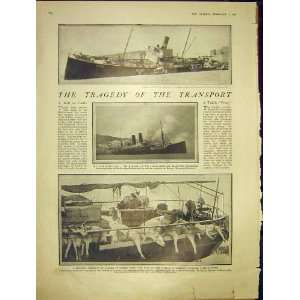  Transport Ship Macedonia Avvenire Cattle Boat 1913