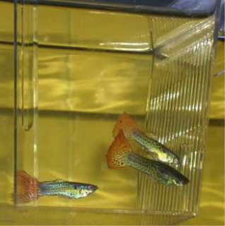   SNAKESKIN pattern Live Guppies Fish Baby Guppy Fry 2 months old  