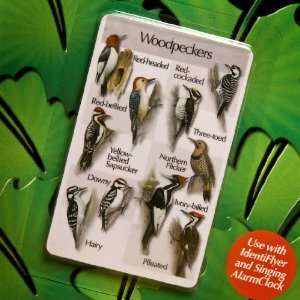 Woodpecker Songcard for Identiflyer 