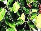 Piper Nigrum ( Black Pepper ) Bulk Heirloom Seeds ★ theseedhouse 