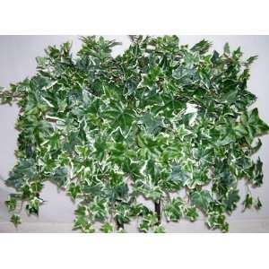    32 Deluxe Variegated English Ivy Ledge Garden