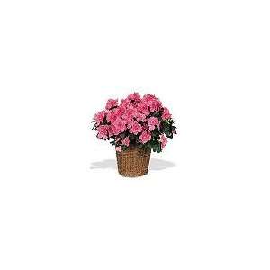  Azalea Basket