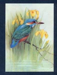 G3751 4x6 Modern Medici Postcard Kingfisher, Iris  