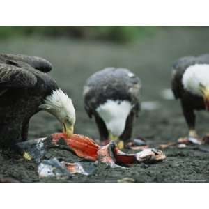  Trio of American Bald Eagles Eat Fish Carcasses Stretched 