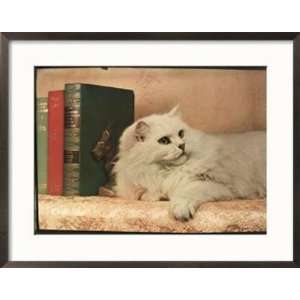  A Cat Rests Near a Stack of Books Animals Framed 