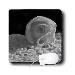   Photography   Rose on Lace, Black and White   Mouse Pads Electronics