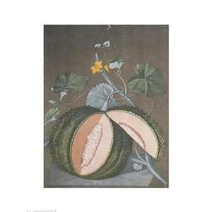 White Seeded Rock Melon   Poster by George Brookshaw (20 x 