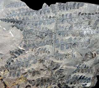   , Westpalian, (310 million years ago). Dimension matrix 200x100mm