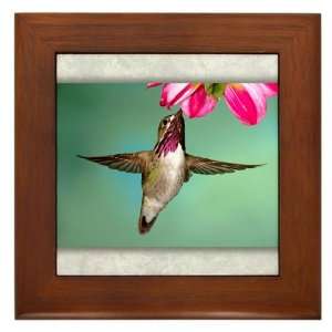  Framed Tile Male Calliope Hummingbird 