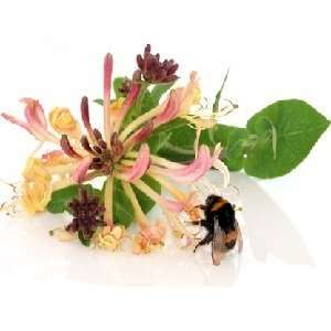  Wild Honeysuckle Type home fragrance oil 15ml Beauty