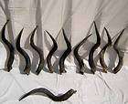 10 African Kudu horns for sale to make shofars #KF 116