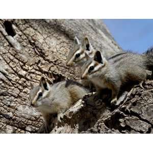 Three Young Cliff Chipmunk (Eutamias Dorsalis), Chiricahuas, Coronado 