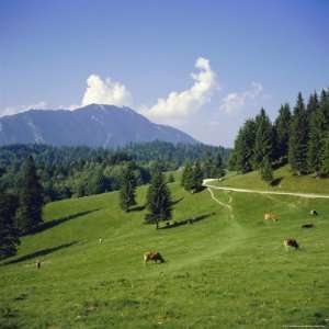  Pastures on the Edge of the Bucegi Mountains, Carpathian Mountains 