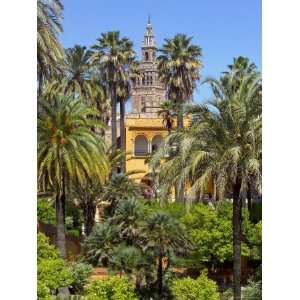  Giralda Tower Seen from Alcazar Gardens, Seville, Spain 