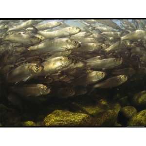 School of Alewives, Alosa Pseudoharengus, Swim Up River to Spawn 