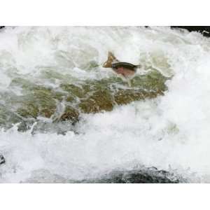  Rainbow Trout, Jumping Falls When Swimming Upriver to 