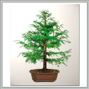 Dawn Redwood Bonsai Tree   Nursery Direct from Joebonsai  