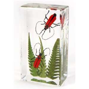 Real Insect Paperweight Double Longhorn Beetle (Medium)