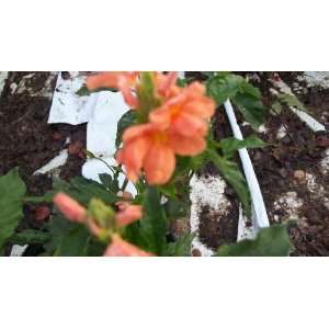  1 Gallon Plants Crossandra infundibuliformis Peach Patio 