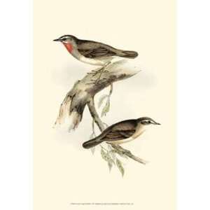 Goulds Gorget Warbler John Gould. 13.00 inches by 19.00 inches. Best 