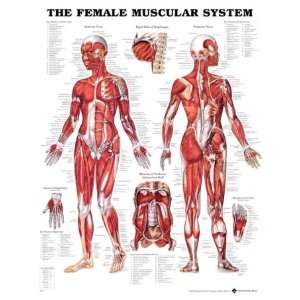  Female Muscular System Anatomical Chart Unmounted 8947PU 