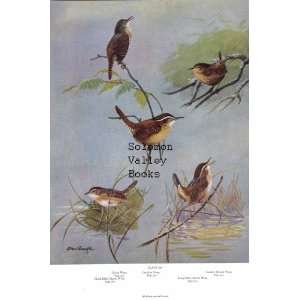   American Birds) Mockingbird,Thrasher,Catbird , Pipit & Wrens Home
