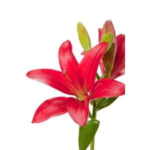 Red Lilies   Red Asiatic Lilies   40 stems  Grocery 