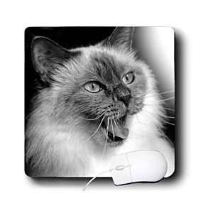  VWPics Dogs n Cats   Sacre de Birmanie bleu   Mouse Pads 