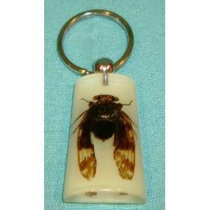  Cicada Locust Key Chain Insect Bug Keychain Gift Ideas 