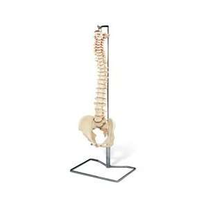 Flexible Spine Model w/ Stand  Industrial & Scientific