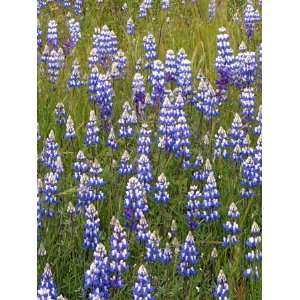 Lupine, Los Padres National Forest, California, USA Photographic 