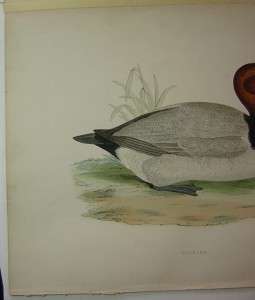 Beverly Morris British Game Birds Pochard Duck 1855  