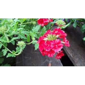  5 Starter Plants Red Verbena Trailing Spreading Patio 