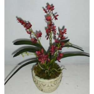  14 Mini Potted Cattleya Orchid (Burgundy/Rust)