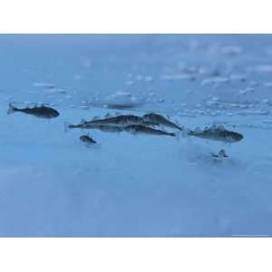 Inch Arctic Cod Hide from Predators in Hollows of Ice Floes Animals 