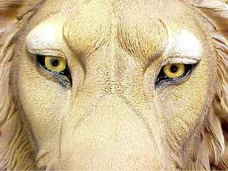 African Lion Head Mount Wall Statue Bust Leo  