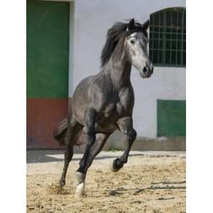  Grey Andalusian Stallion Cantering in Arena Yard, Osuna 