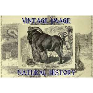   Print Vintage Natural History Image The Barbary Sheep