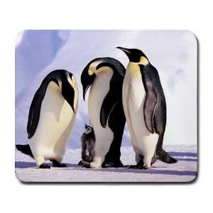   Manchot Penguins in Snow Animal Lover Large Mousepad 
