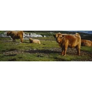  Highland Cattle on a Grassy Field, Isle of Mull, Scotland 