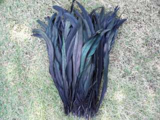 50 BLACK OVER BADGER SADDLE ROOSTER FEATHERS 10 12  