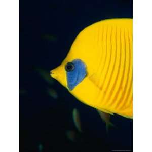 Masked Butterflyfish at Alternatives Reef in the Red Sea, Suez, Egypt 