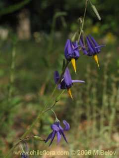 Image of Conanthera bifolia (Pajarito del campo / Flor de la viuda)